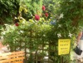 /album/photo-gallery-hook-open-gardens-2013/a2013-06-30-02-22-22-jpg/